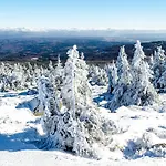 Harz In *